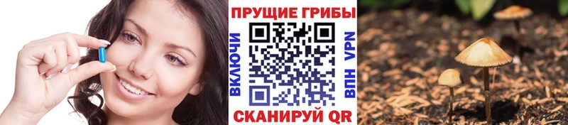 закладка  Пойковский  Галлюциногенные грибы Cubensis 